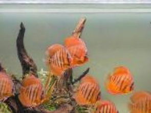 天然趣水族 專業(yè)水族服務(wù)，打造靈動(dòng)水世界