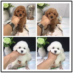 本地精品貴賓犬，健康質(zhì)保，佛山愛寵人士的放心之選